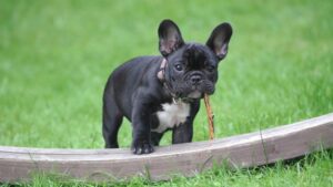 Are French Bulldogs High Maintenance?