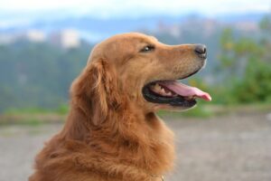Why Annual Blood Tests Are Important for Pets
