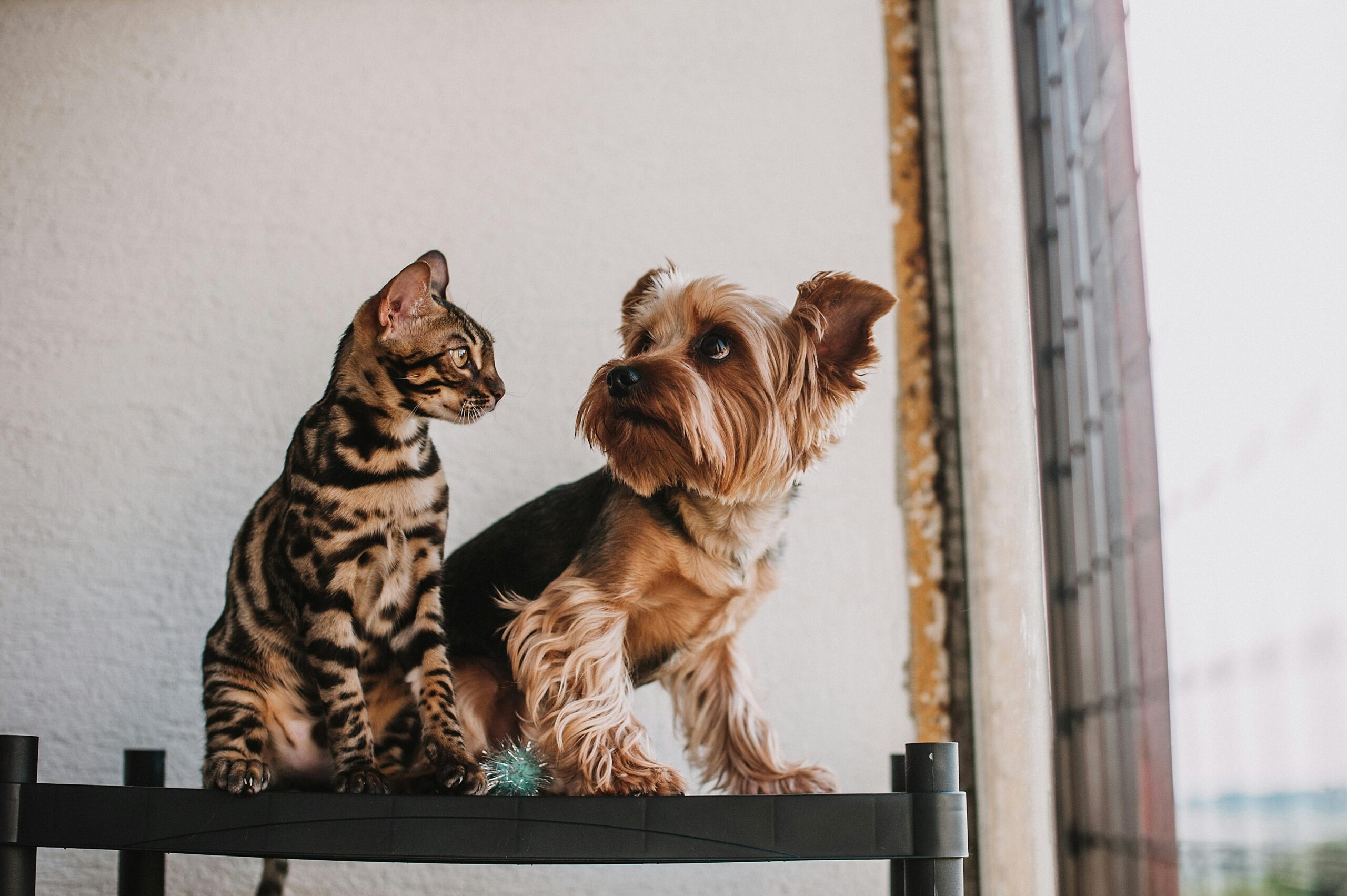 Summer Heat Safety for Dogs and Cats