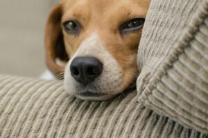 Why Is My Dog Itching So Much? Common Causes Explained