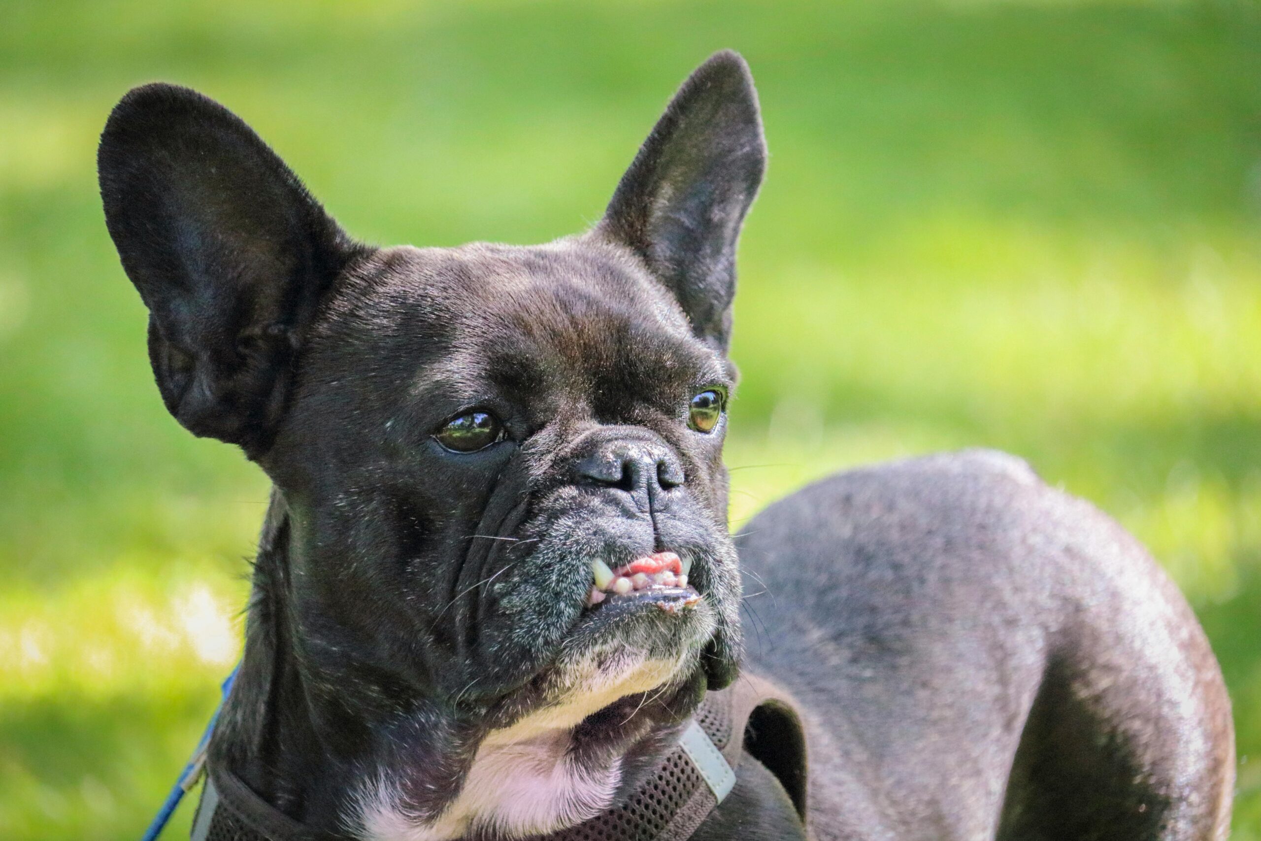 How Often Should Pets Have Professional Teeth Cleaning?