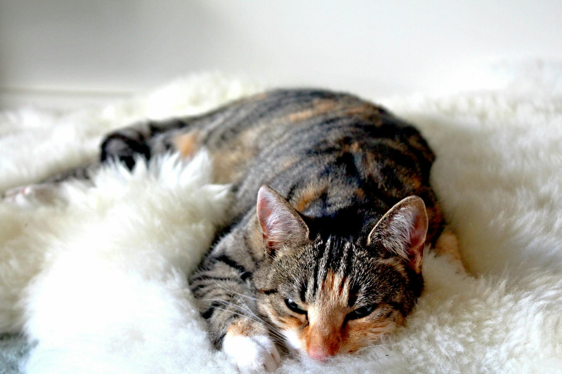 Urinary Tract Infections in Cats: Symptoms and Treatment