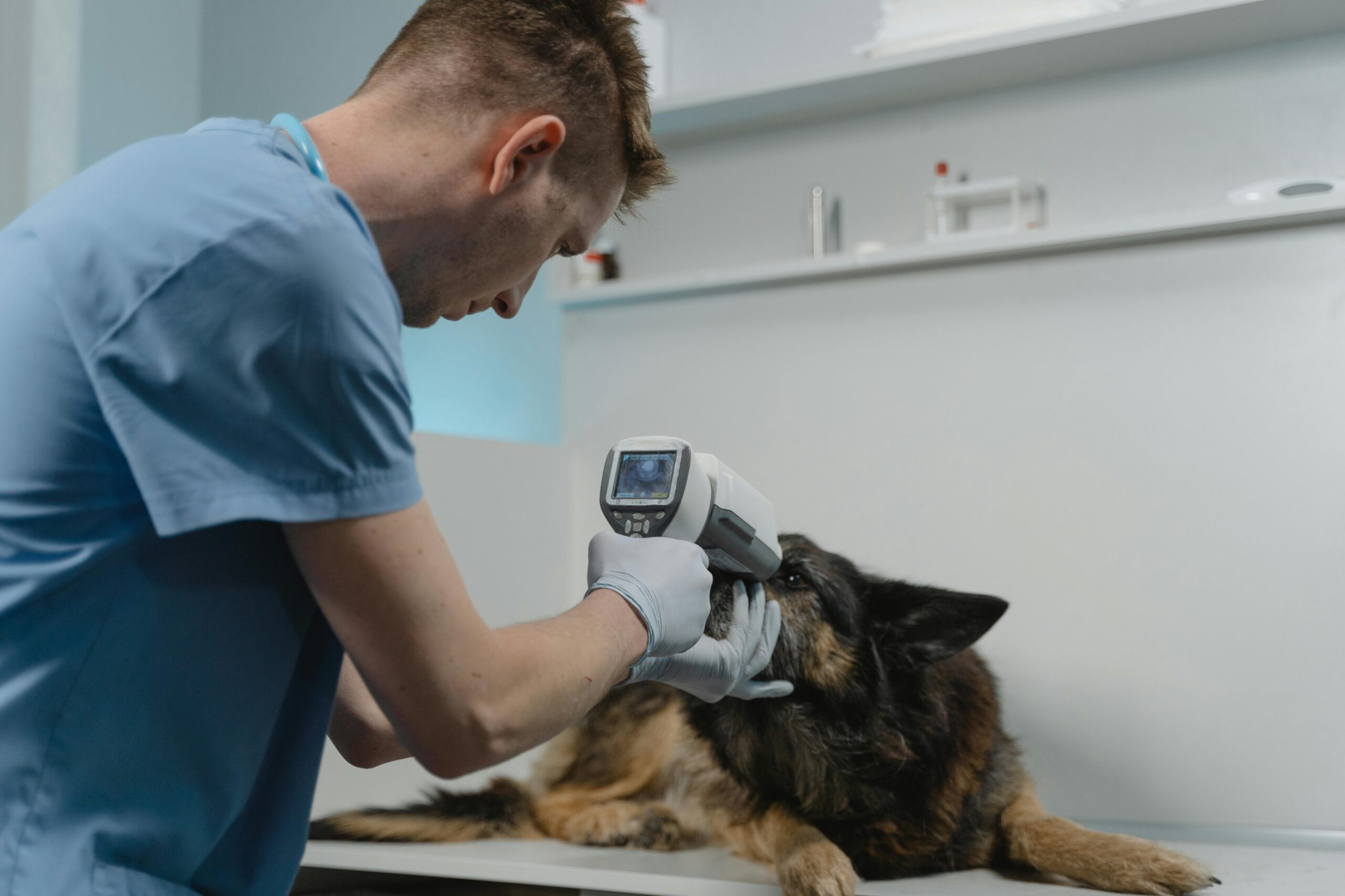 Elderly dog and cat receiving wellness exams at veterinary clinic