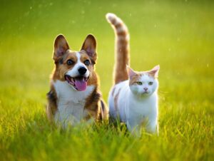 Senior Dog and Cat Care in Dunbar: Supporting Your Aging Pet