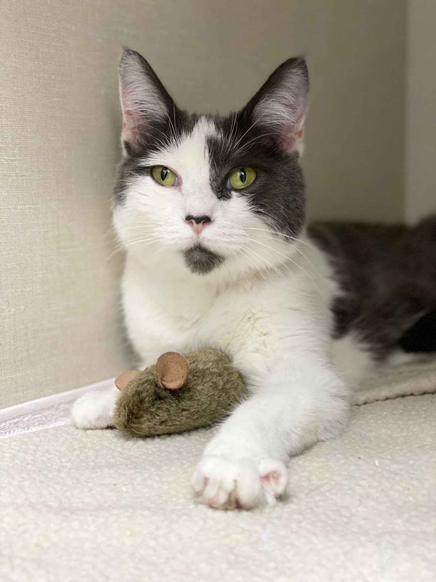 Pinky, the snuggle buddy at Alta Vista Animal Hospital
