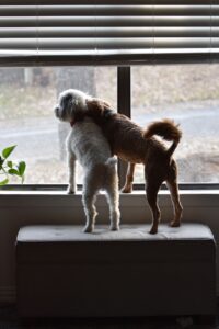 Dog staying indoors and looking out the window on a smoky poor air quality day in Vancouver