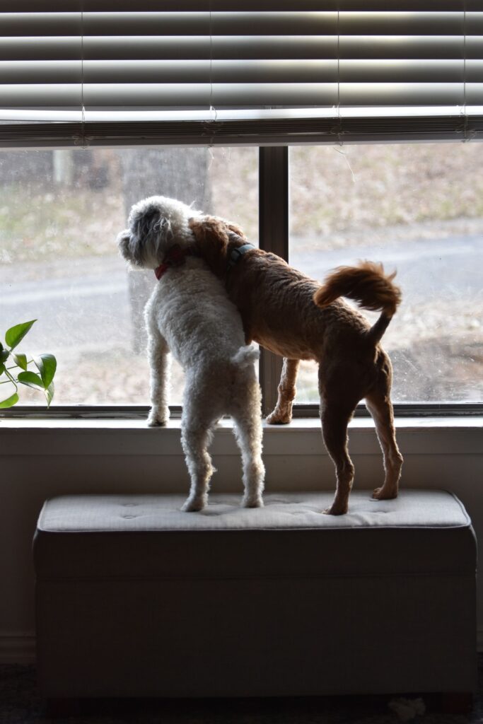 Dog staying indoors and looking out the window on a smoky poor air quality day in Vancouver