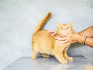 Ginger cat with bright eyes being gently held by human hands against a neutral background.