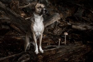 A watchful dog stands among logs and mushrooms in a tranquil woodland.