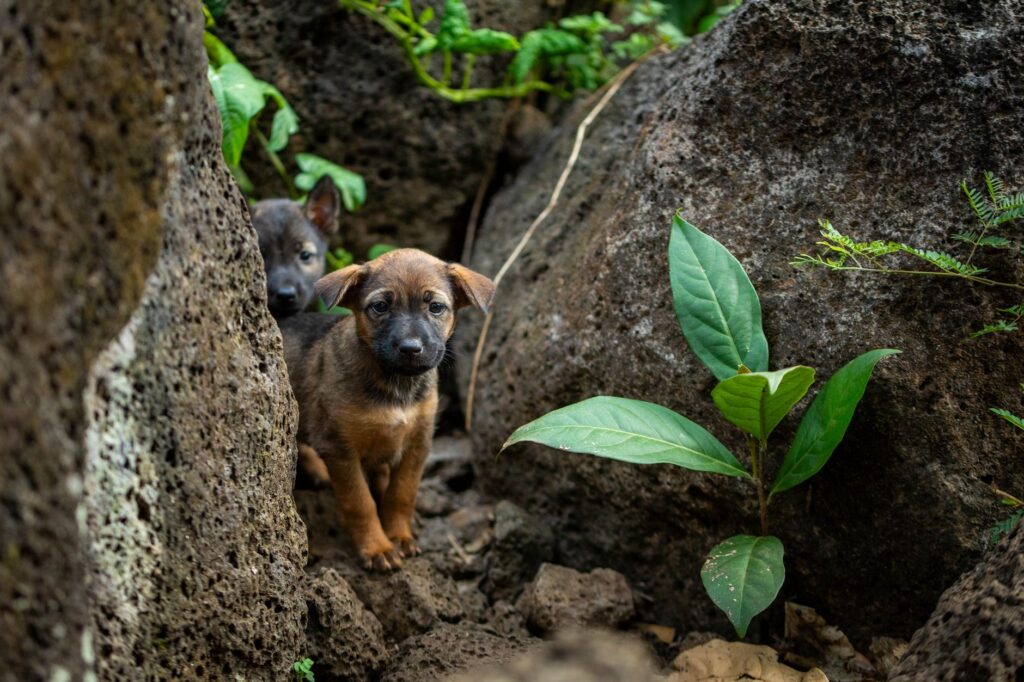 Cute puppies curiously exploring a rocky area with greenery around them.