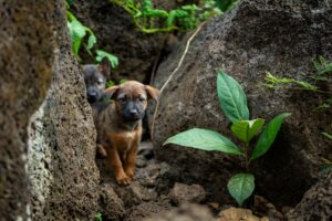 Cute puppies curiously exploring a rocky area with greenery around them.