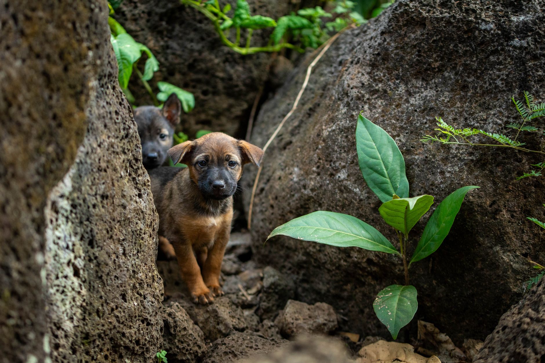 Cute puppies curiously exploring a rocky area with greenery around them.